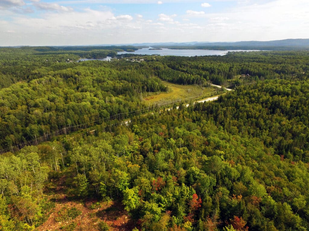 Aerial of beautiful forest with lake