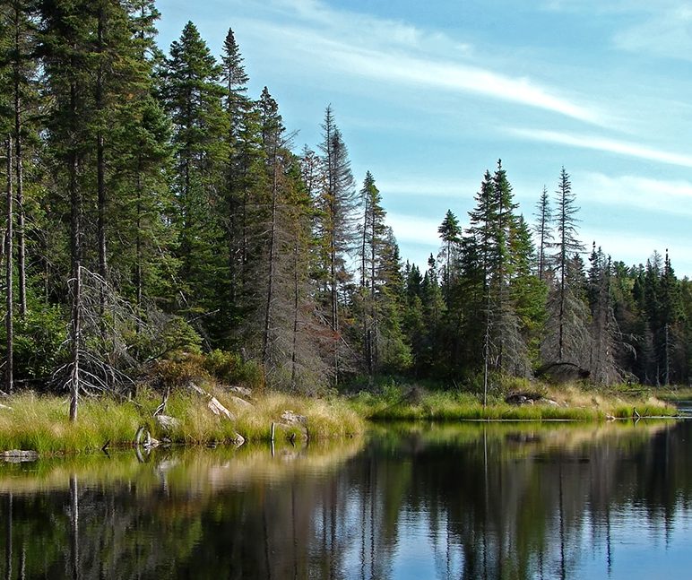 Northern lake and coniferous trees