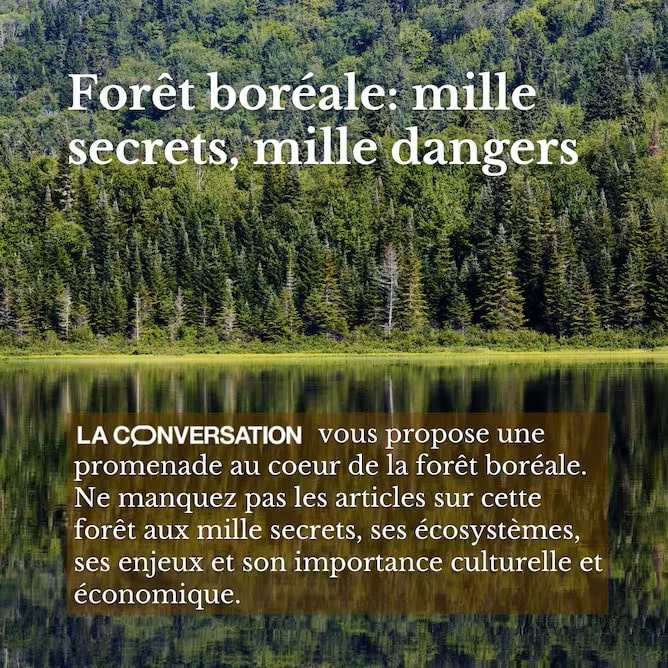 serie-foret-boreale
