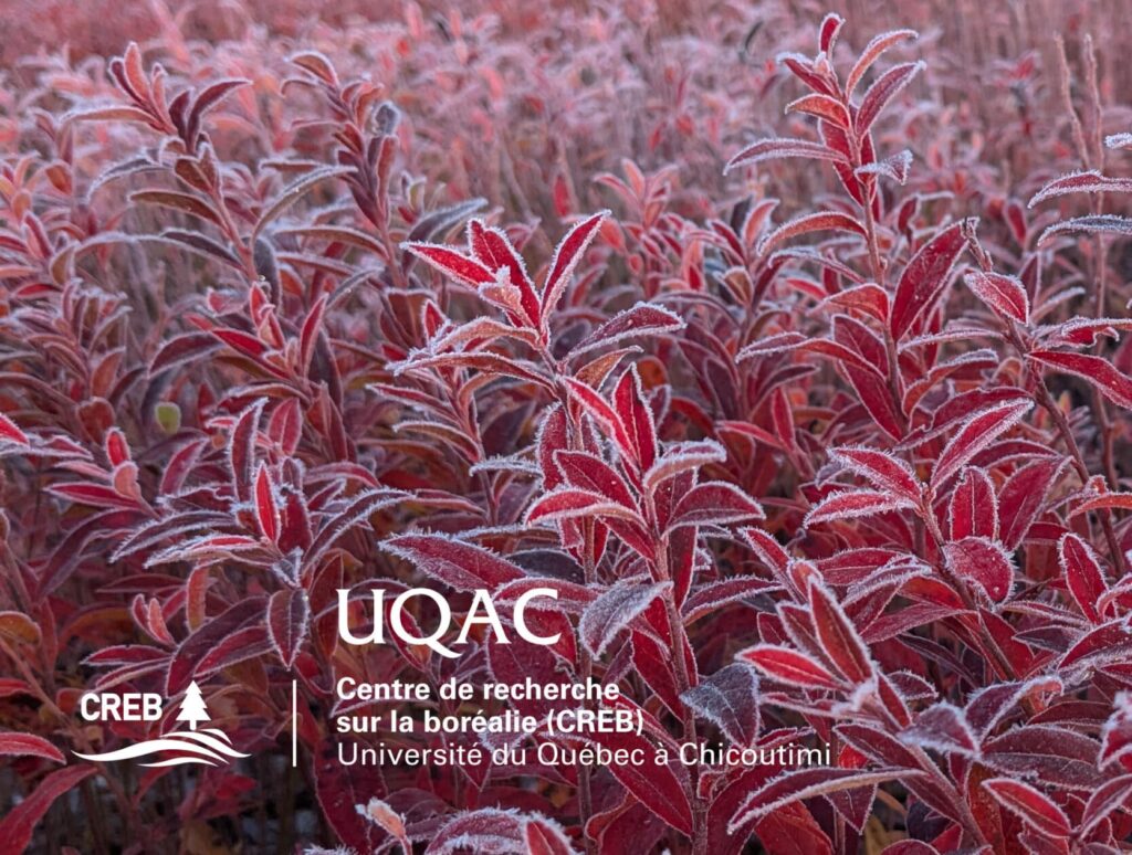 infolettre image bleuetiere copie